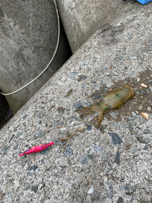 そろそろ秋イカ…