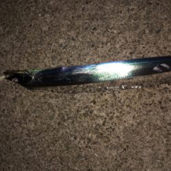 珍しく太刀魚狙い