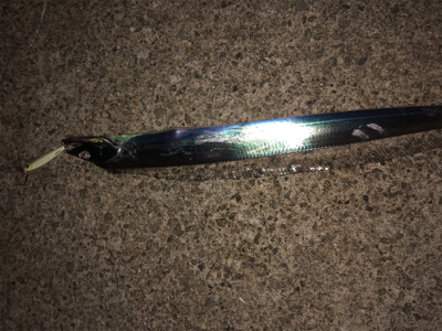 珍しく太刀魚狙い