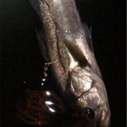 大阪シーバスパトロール