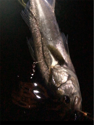 大阪シーバスパトロール