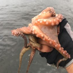 コスモスクエア釣果