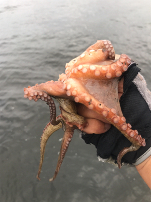 コスモスクエア釣果