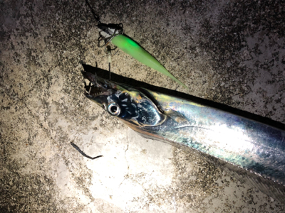 DAISO タチウオワーム 無双！