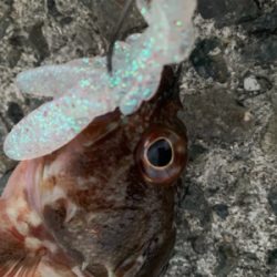 ガシラばっかり！