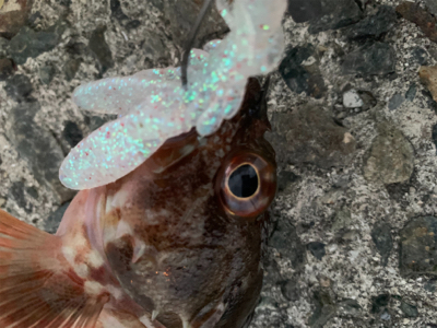 ガシラばっかり！