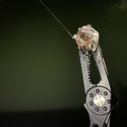 サバゲー 中層にカタクチ