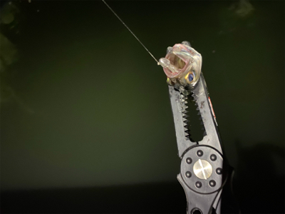 サバゲー 中層にカタクチ