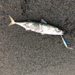 久々フラットゲット