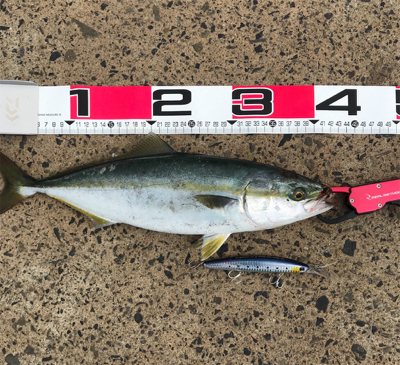 ショアジギング