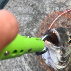 小型が多かったが4枚