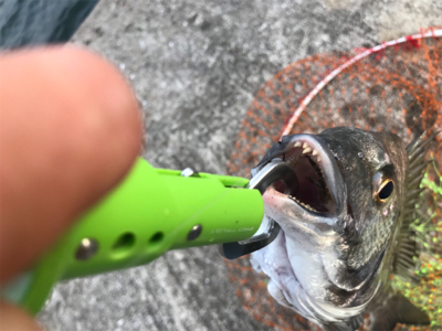 小型が多かったが4枚