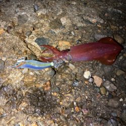 アオリエギング開幕？