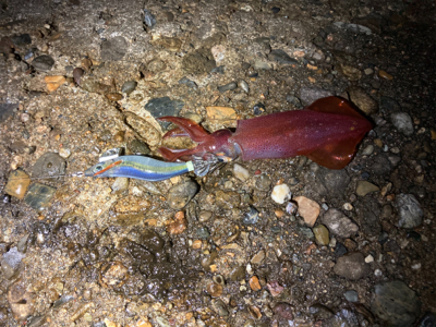 アオリエギング開幕？