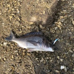 朝マズメのシーバスからチニング へ