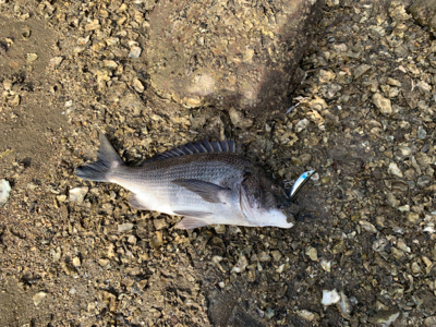 朝マズメのシーバスからチニング へ