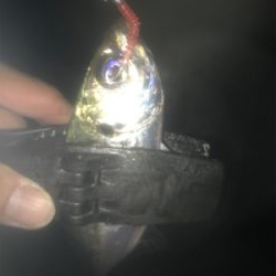 タチウオ居てません!2020ライトゲーム第26戦