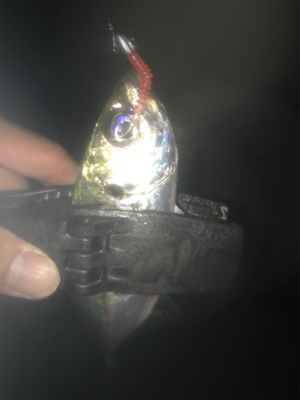 タチウオ居てません!2020ライトゲーム第26戦