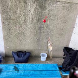 そろそろ良型あがります！