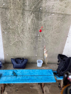 そろそろ良型あがります！