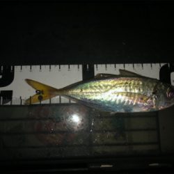 小アジのサイズが大きくなって来た