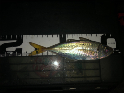 小アジのサイズが大きくなって来た