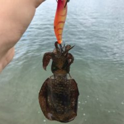 アオリイカを求めて⑪