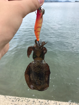 アオリイカを求めて⑪