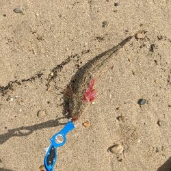 どうにか持ち帰りサイズの太刀魚