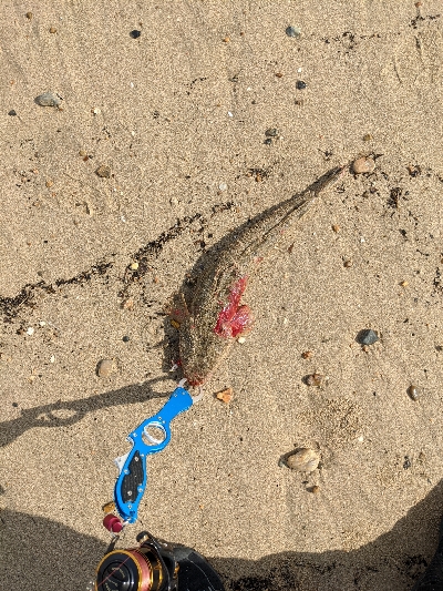 どうにか持ち帰りサイズの太刀魚