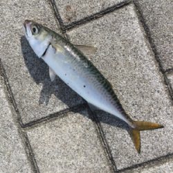 安定の鯖祭り。。。