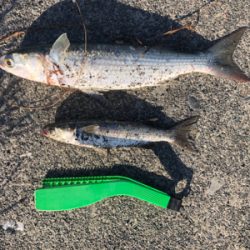 サッパがちらほら…