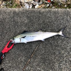 初めてのライトショアジギ