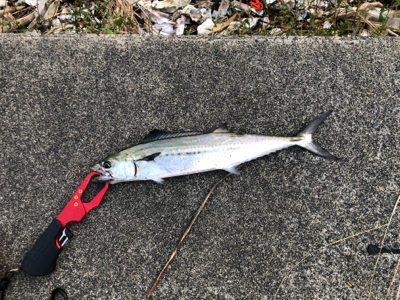 初めてのライトショアジギ