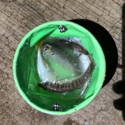 アジングでイカ