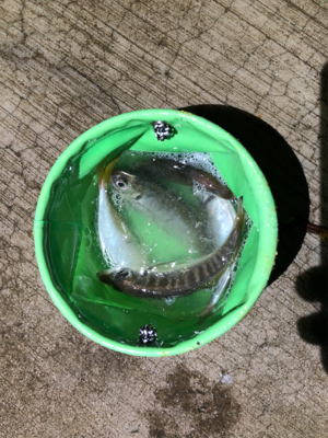 アジングでイカ