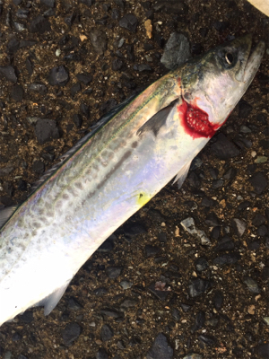 ショアジギング