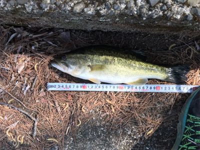 津風呂湖にてvo3