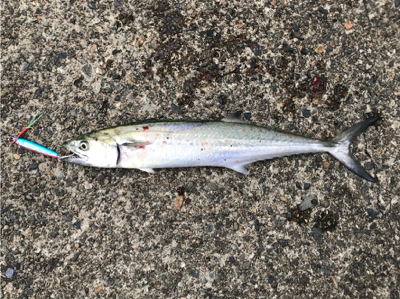 う、う、うみへびー。