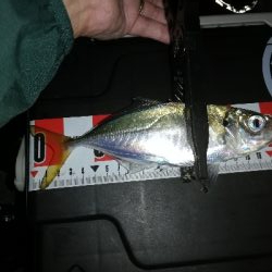 アジはまだ渋い