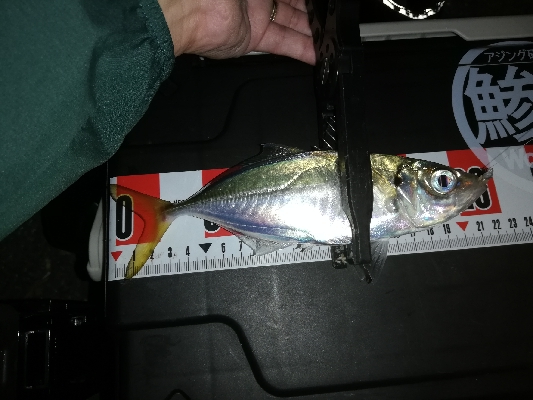 アジはまだ渋い