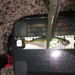 パターン難しくて渋かった_:(´ཀ`」 ∠):