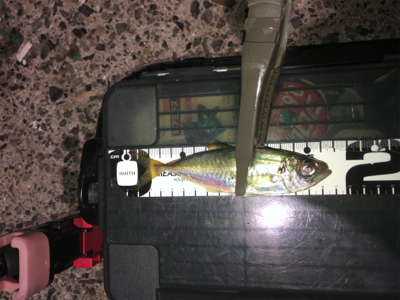 パターン難しくて渋かった_:(´ཀ`」 ∠):