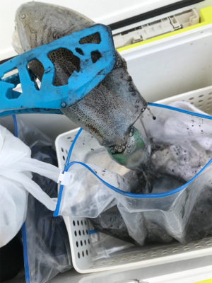 初ボートエギング