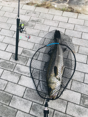 コスモスクエア釣果