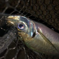 フロートデカアジング