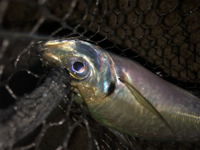 フロートデカアジング