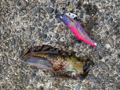 雨上がりエギング