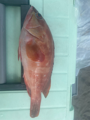 カヤッフィッシングで、アカハタ