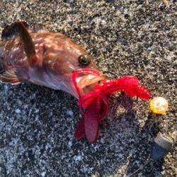 キジハタは戻ってきたのか?